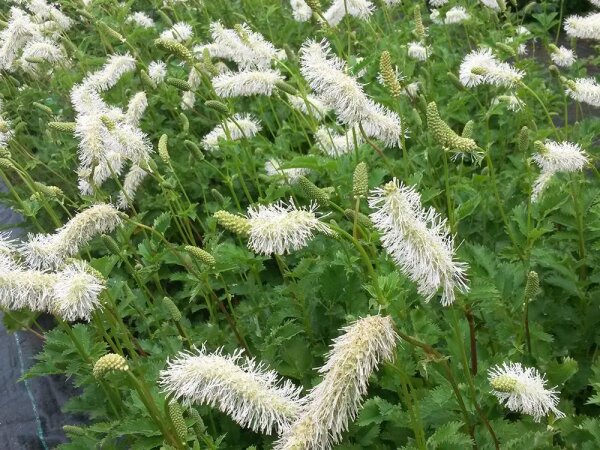 Sanguisorba albiflora