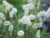 Sanguisorba albiflora