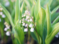 Convallaria majalis Rosea