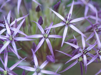 Allium christophii (albopilosum) (5 Stk.)
