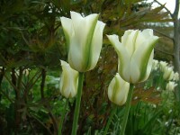 Tulipa Spring Green (5 Stk.)