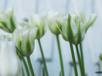 Tulipa Spring Green (5 Stk.)