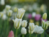 Tulipa Spring Green (5 Stk.)