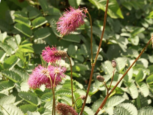 Sanguisorba hakusanensis Alster Luft