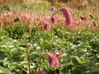 Sanguisorba hakusanensis Alster Luft