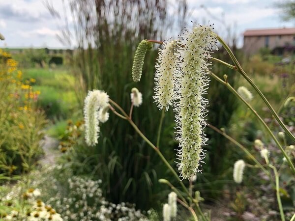 Sanguisorba tenuifolia Max