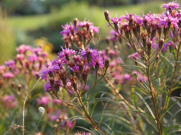 Vernonia lettermannii