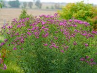 Vernonia lettermannii