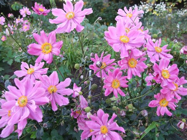 Anemone Autumn-Double-Group Prinz Heinrich