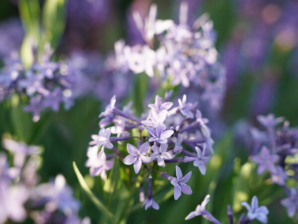 Amsonia orientalis Blue Ice