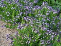 Amsonia orientalis Blue Ice