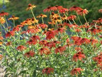 Echinacea Tomato Soup®