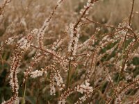 Bistorta (Persicaria) amplexicaulis White Eastfield 