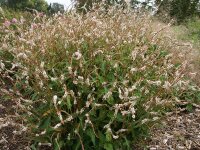 Bistorta (Persicaria) amplexicaulis White Eastfield 