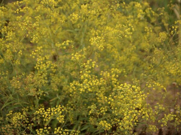 Bupleurum falcatum