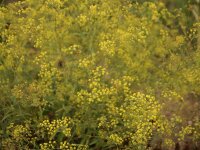 Bupleurum falcatum