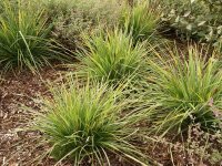 Sesleria heuffleriana