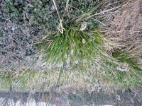 Sesleria heuffleriana