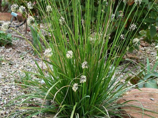 Sesleria sadleriana