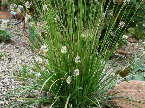 Sesleria sadleriana