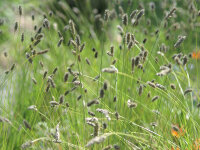 Sesleria sadleriana