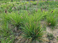 Sesleria sadleriana