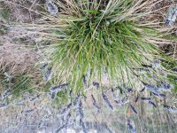 Sesleria sadleriana