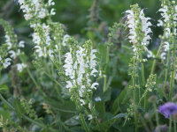 Salvia pratensis Swan Lake