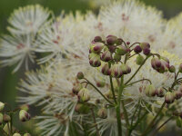 Thalictrum spec. Mali me Gropa