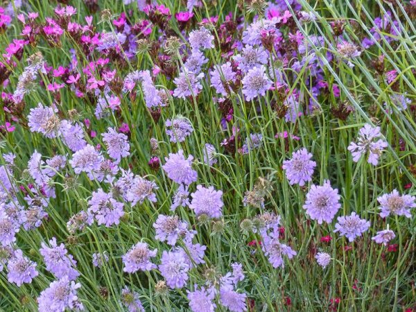 Scabiosa columbaria