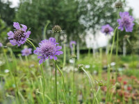 Scabiosa columbaria