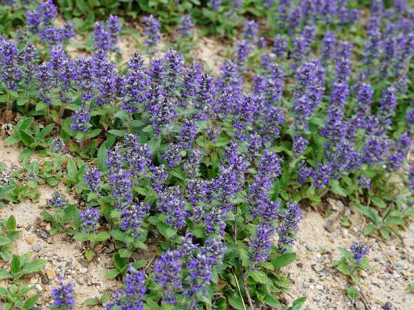 Ajuga genevensis