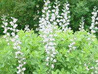 Baptisia australis var. alba