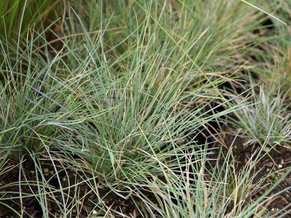 Festuca valesiaca var. glaucantha