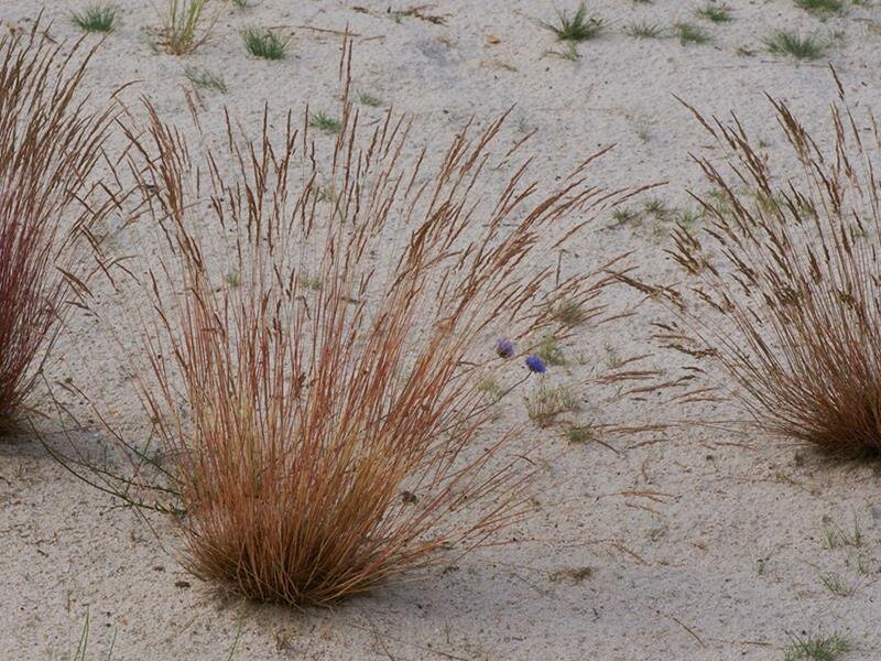 Corynephorus canescens