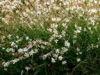 Gaura lindheimeri Summer Breeze