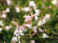 Gaura lindheimeri Summer Breeze