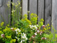 Staudenpaket SAUMPARTY - sonnig