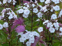 Phlox paniculata Alexa P1