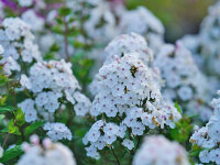 Phlox paniculata Alexa P1