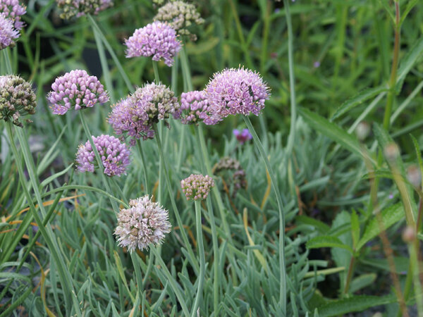 Allium senescens var. glaucum