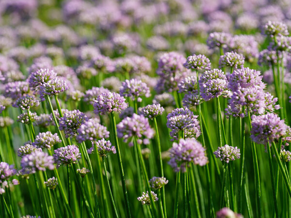 Allium Summer Beauty