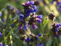 Pulmonaria longifolia E.B. Anderson
