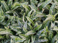 Pulmonaria longifolia E.B. Anderson