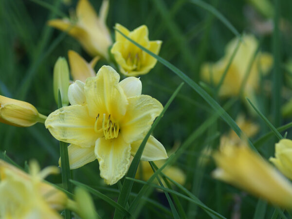 Hemerocallis Hybr. Bitsy