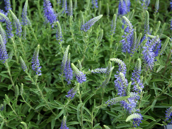 Veronica spicata Blauteppich