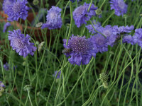 Scabiosa columbaria f. nana Butterfly Blue