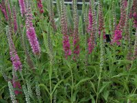 Veronica spicata Rotfuchs
