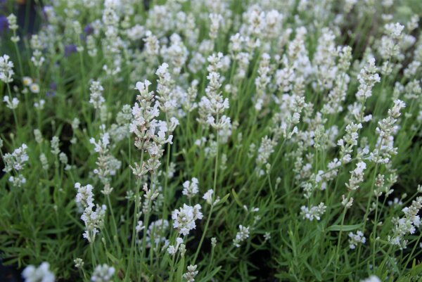 Lavandula angustifolia Nana Alba