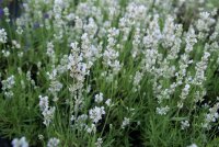 Lavandula angustifolia Nana Alba